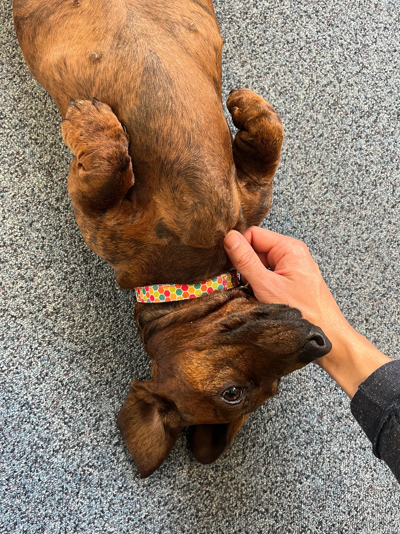 Angie — one of our office dogs