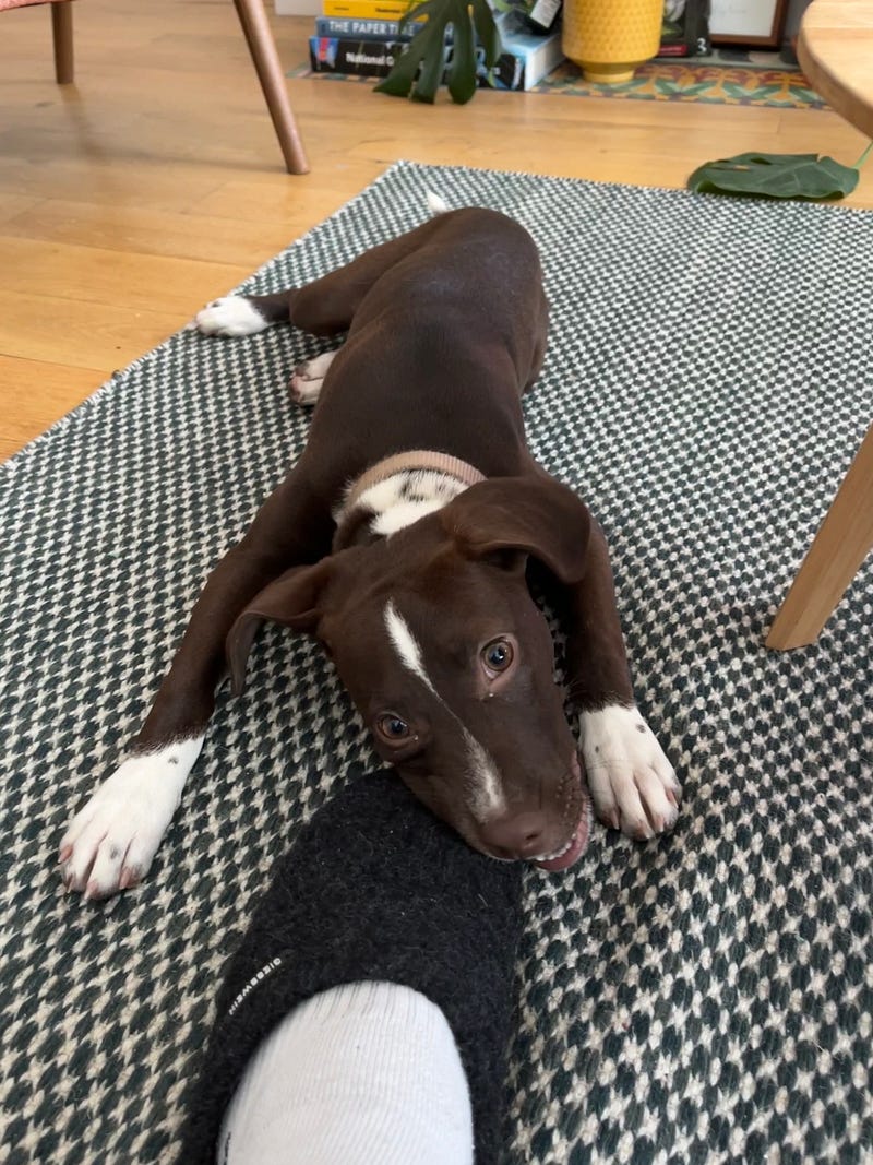 A picture of a dog named Guinness chewing my slipper.