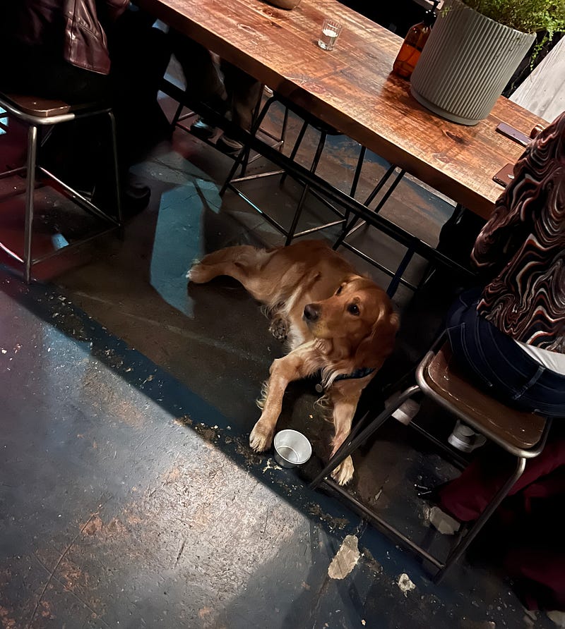 I saw this lovely dog (golden rertriver) lying under the table when I went to dinner this week.