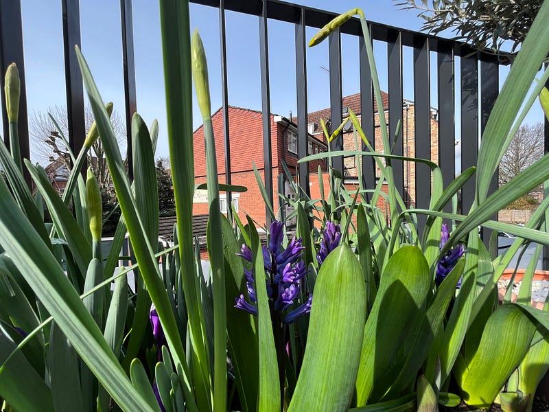 No breakfast shot, but a picture of spring bulbs sprouting on my balcony.